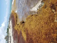 Secrets of sargassum: Scientists advance knowledge of seaweed causing chaos in the Caribbean and West Africa
