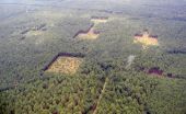 Seed dispersal gets a test in carved-out habitat corridors