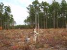 Seed dispersal gets a test in carved-out 'habitat corridors' 2