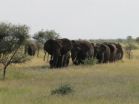 Seeing double: Africas 2 elephant species