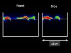 Seeing the unseen: PET/CT scans reveal worms' hidden life 3