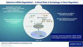 Selective mRNA degradation via autophagy: A novel role for autophagy in gene regulation