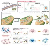 Selective removal of aging cells opens new possibilities for treating age-related diseases 2