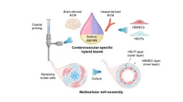 Self-assembling cerebral blood vessels: A breakthrough in Alzheimer’s treatment