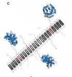 Self-assembling nanofibers prevent damage from inflammation