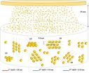 Self-assembly of gold nanoparticles into small clusters 2