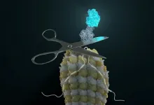 Self-excising designer proteins report isoform expression