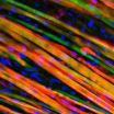 Self-healing engineered muscle grown in the laboratory 2