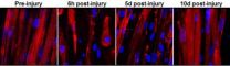 Self-healing engineered muscle grown in the laboratory 3