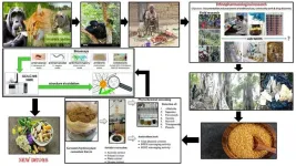 Self-medicating gorillas and traditional healers provide clues for new drug discovery