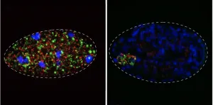 Selfish elements turn embryos into a battlefield