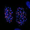 Sending out an SOS: How telomeres incriminate cells that cant divide