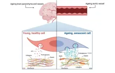 Senescence and extracellular vesicles: novel partners in vascular amyloidosis