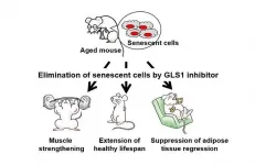 Senolysis by glutaminolysis inhibition ameliorates various age-associated disorders