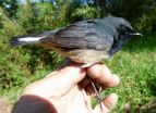 Sensational bird finding in China