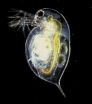 Sentinel of change: Waterflea genome  to improve environmental monitoring capabilities