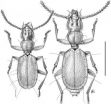 Separated for 20 million years: Blind beetle from Bulgarian caves clarifies questions