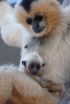 Sequencing and analysis of gibbon genome sheds light on its complex evolution 2