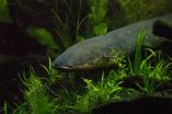 Sequencing electric eel genome unlocks shocking secrets