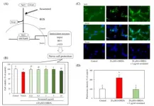 Sesaminol: Parkinsons diseases surprise medicine