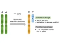 Sex chromosomes may reduce “sexual conflict” during evolution 2