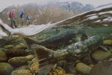 SFU and UBC researchers receive $1.25 million to study cumulative effects on B.C. salmon