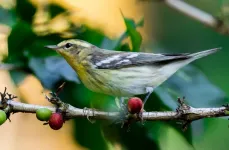 Shade-grown coffee could help save birds, if only people knew about it