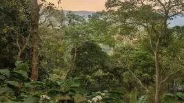 Shade-grown coffee demonstrates the benefits of combining agriculture and conservation, an Oxford Brookes University study reveals