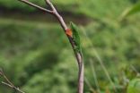 Shade will be a precious resource to lizards in a warming world