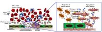 Shape of things to come in platelet mimicry