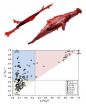 Shape-sifting: NIST categorizes bio scaffolds by characteristic cell shapes