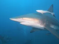 Shark activity in South African reef revealed by citizen scientist scuba divers