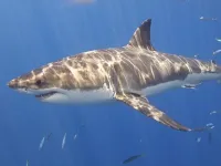 Shark fear: Just when you thought it was safe to get back in the water…