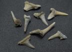 Shark teeth analysis provides detailed new look at Arctic climate change 2