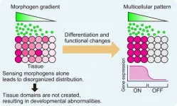 Shedding light on how tissues grow with sharply defined structures