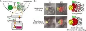 Shedding light on how tissues grow with sharply defined structures 2