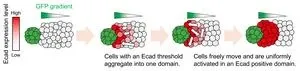 Shedding light on how tissues grow with sharply defined structures 3