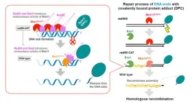 Shedding light on the mechanism of yeast DNA repair