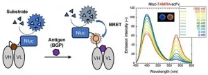 Shedding new light: A new type of immunosensor for immunoassay tests