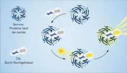 Shedding new light on sugars, the “dark matter” of cellular biology