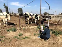 Sheep and cattle-killing disease carriers never take a break