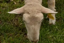 Sheep can benefit urban lawn landscapes and people 2