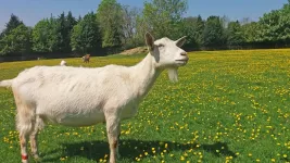 Sheep vs. goats: Who are the best problem solvers?