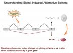 Shifting forms: Penn study shows how variations of same protein affect immune response