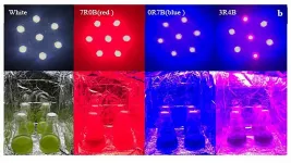 Shining, colored LED lighting on microalgae for next-generation biofuel