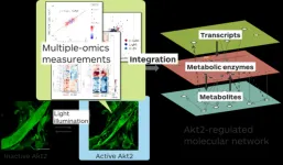 Shining light on an enzyme reveals its role in metabolism