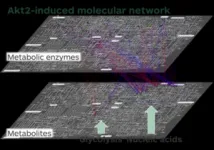 Shining light on an enzyme reveals its role in metabolism 2