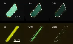 Shining light on similar crystals reveals photoreactions can differ