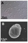 Shocking implications of electric fishes’ tailless sperm