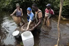 Shocking implications of electric fishes’ tailless sperm 2